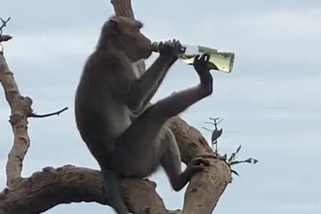 Khỉ nghiện rượu.