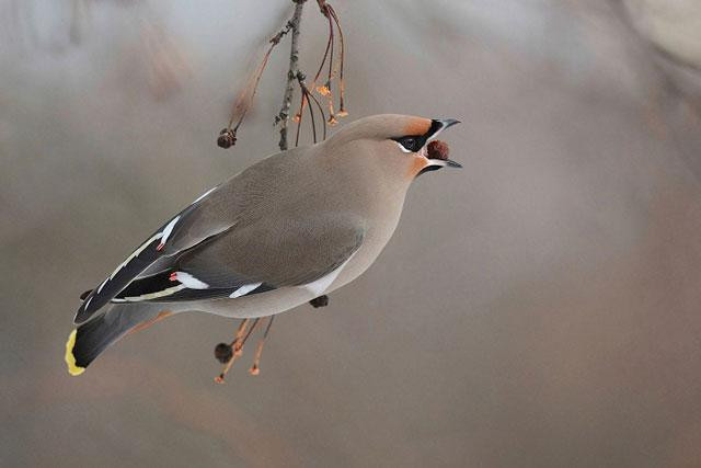 Chim Bohemian Waxwing.