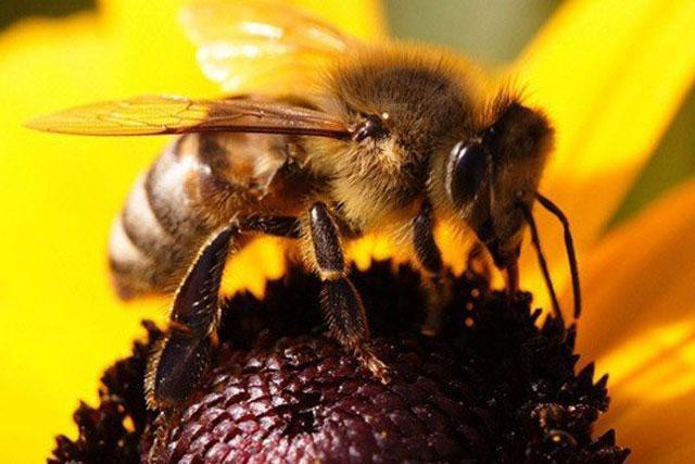 Ong có thể say mật hoa.