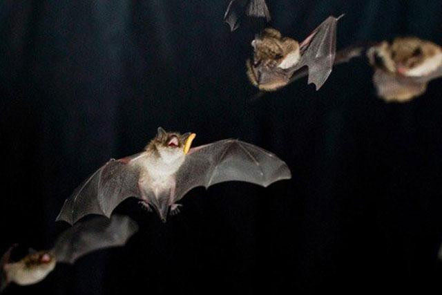 Dơi nhiệt đới.