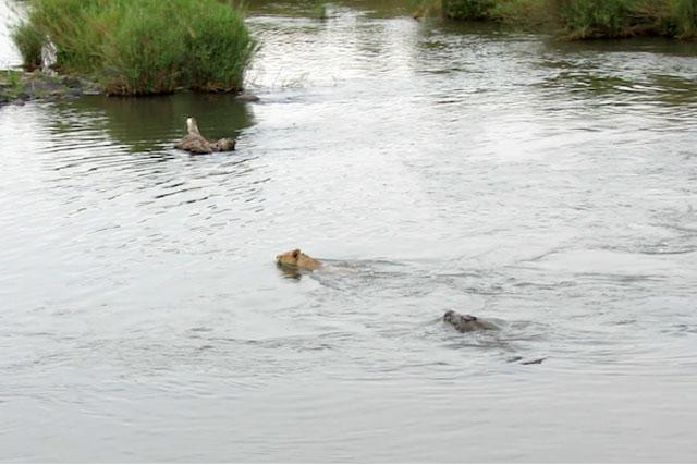 Tốc độ của con cá sấu khi ở dưới nước nhanh hơn nên dễ dàng đuổi kịp sư tử. Tốc độ của con cá sấu khi ở dưới nước nhanh hơn nên dễ dàng đuổi kịp sư tử.
