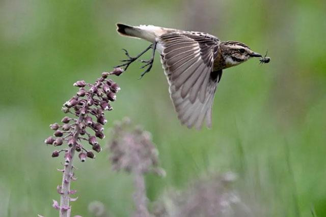 Chim Poklaskwa (Saxicola rubetra) săn côn trùng ở bãi cỏ thuộc Holubli, Ba Lan. Ảnh: Darek Delmanowicz. Chim Poklaskwa (Saxicola rubetra) săn côn trùng ở bãi cỏ thuộc Holubli, Ba Lan. Ảnh: Darek Delmanowicz.