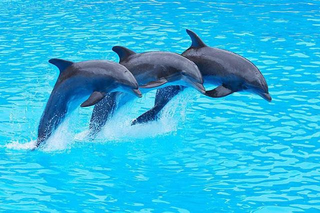 Cá heo có tính bảo vệ bầy đàn rất cao.