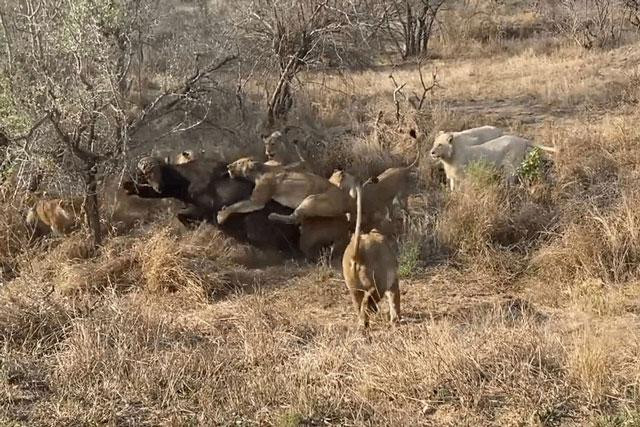 Bầy sư tử tóm gọn chú trâu rừng.