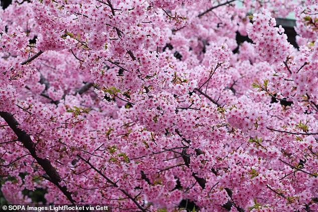 giống màu hoa anh đào (Sakura) của Nhật Bản.