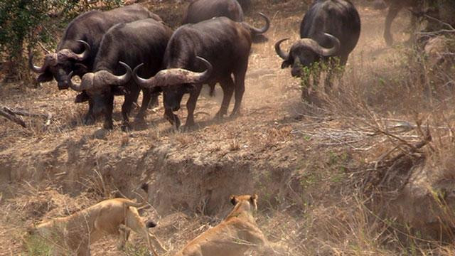 Đáng tiếc là những con trâu khỏe mạnh khác đã sẵn sàng tấn công nên sư tử đành phải rút lui. Đáng tiếc là những con trâu khỏe mạnh khác đã sẵn sàng tấn công nên sư tử đành phải rút lui.