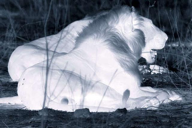 Bầy sư tử nghỉ ngơi trước cuộc đi săn trong đêm. Bầy sư tử nghỉ ngơi trước cuộc đi săn trong đêm.