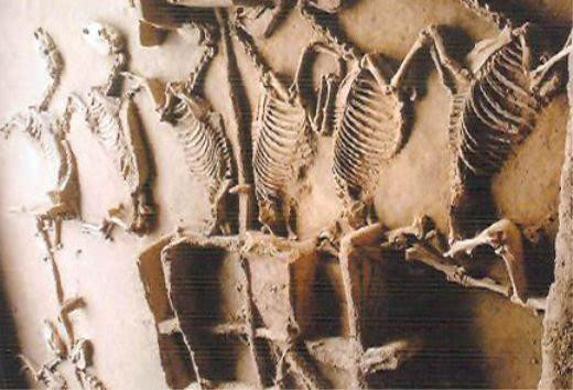 Quy mô ngôi mộ cổ cực kỳ lớn. Quy mô ngôi mộ cổ cực kỳ lớn.