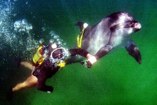 Một huấn luyện viên làm việc với một con cá heo từng thuộc về Hải quân Liên Xô tại quân cảng Sevastopol. Ảnh Reuters Một huấn luyện viên làm việc với một con cá heo từng thuộc về Hải quân Liên Xô tại quân cảng Sevastopol. Ảnh Reuters