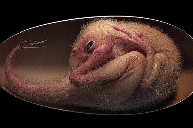 Hình ảnh tái tạo phôi khủng long trong quả trứng hóa thạch 72 triệu năm tuổi. Ảnh Daily Mail