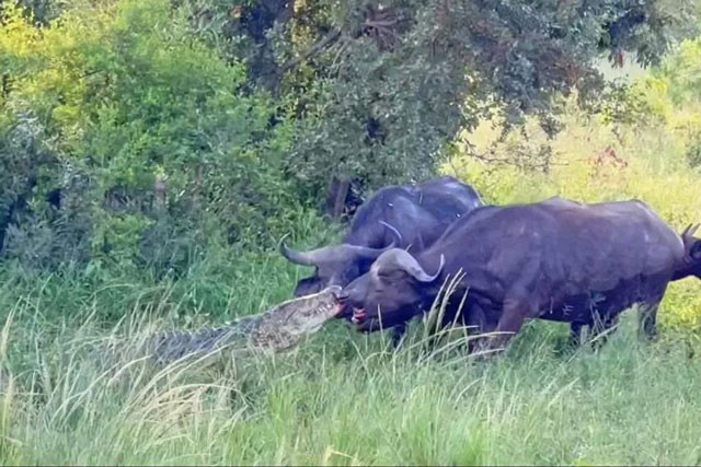 Sau đó, con trâu rừng còn lôi cả chú cá sấu lên bờ, buộc kẻ săn mồi phải nhả mồi để trở về với dòng nước. Được biết, toàn bộ cảnh tượng này do Tiến sĩ Marc DeBerardinis ghi lại được khi đang cùng bạn bè đi tham quan các loài động vật hoang dã.