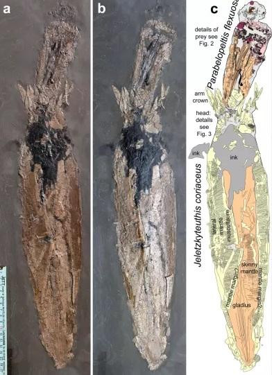 Ảnh minh họa hóa thạch của 2 con mực ma cà rồng trên phiến đá phiến dưới mức độ ánh sáng khác nhau (hình A, B) và ảnh minh họa giải phẫu chúng (C).