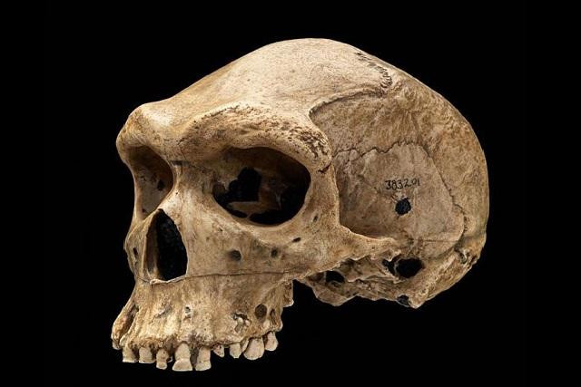 Hộp sọ Kabwe thủng lỗ tròn nhỏ hoàn hảo ở bên trái.