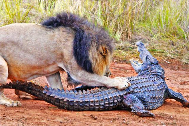 Những cú cắn cực mạnh của sư tử đực đã khiến con cá sấu tỏ ra vô cùng đau đớn. Những cú cắn cực mạnh của sư tử đực đã khiến con cá sấu tỏ ra vô cùng đau đớn.