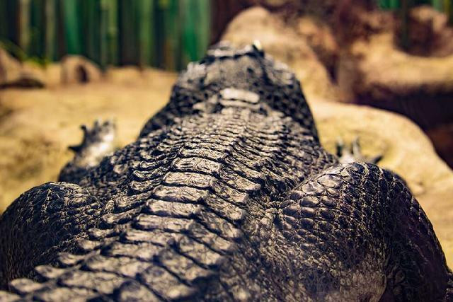 Một con cá sấu khổng lồ nhưng không lớn như quái vật Gustave Một con cá sấu khổng lồ nhưng không lớn như quái vật Gustave