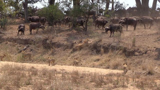 Tuy vậy, một số con sư tử vẫn cố gắng vượt qua con dốc nhằm bắt chú trâu rừng bị thương. Tuy vậy, một số con sư tử vẫn cố gắng vượt qua con dốc nhằm bắt chú trâu rừng bị thương.