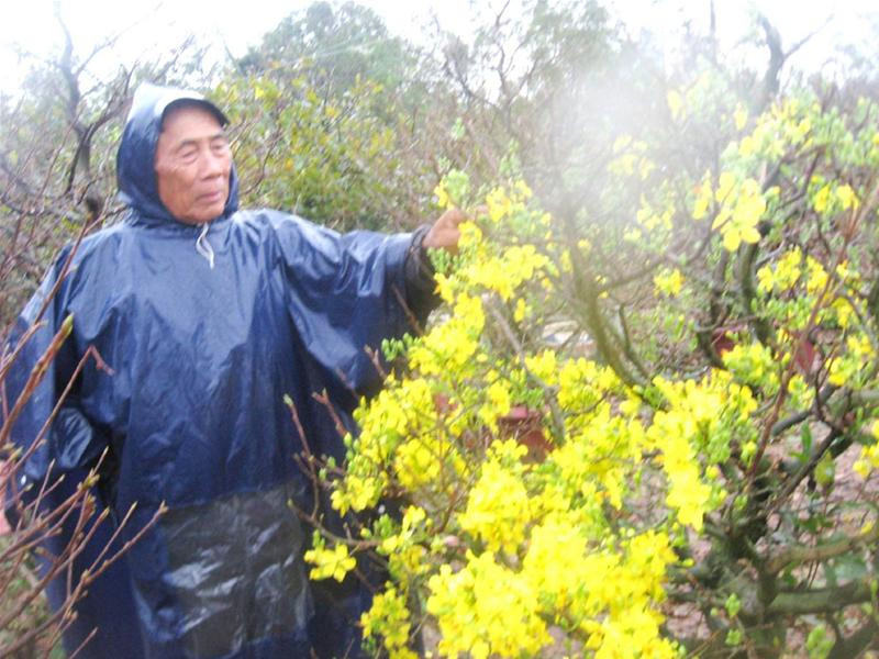 Ông Thời bên vườn mai nở rộ trước tết. Ảnh: Nguyễn Thành