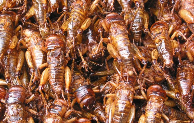 Ngày nay, ngày càng có nhiều trang trại nuôi dế Thái mọc lên ở Việt Nam. Bên cạnh đó, dế Thái cũng được đưa trực tiếp về nước qua biên giới Campuchia