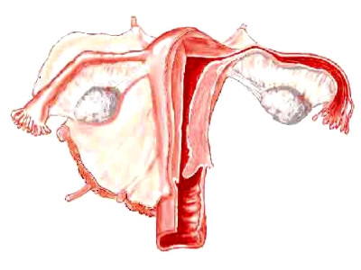 Ảnh: minh họa - Internet