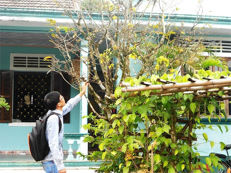 Nhiều người thích thú ngắm cây mai gần trăm năm tuổi của ông Lê Hoa, tổ 8 khu vực 4 phường An Tây nở rộ một cách bất thường