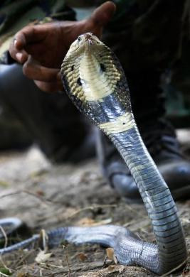Binh lính của quân đội Thái Lan bắt rắn hổ mang một cách dễ dàng. Binh lính của quân đội Thái Lan bắt rắn hổ mang một cách dễ dàng
