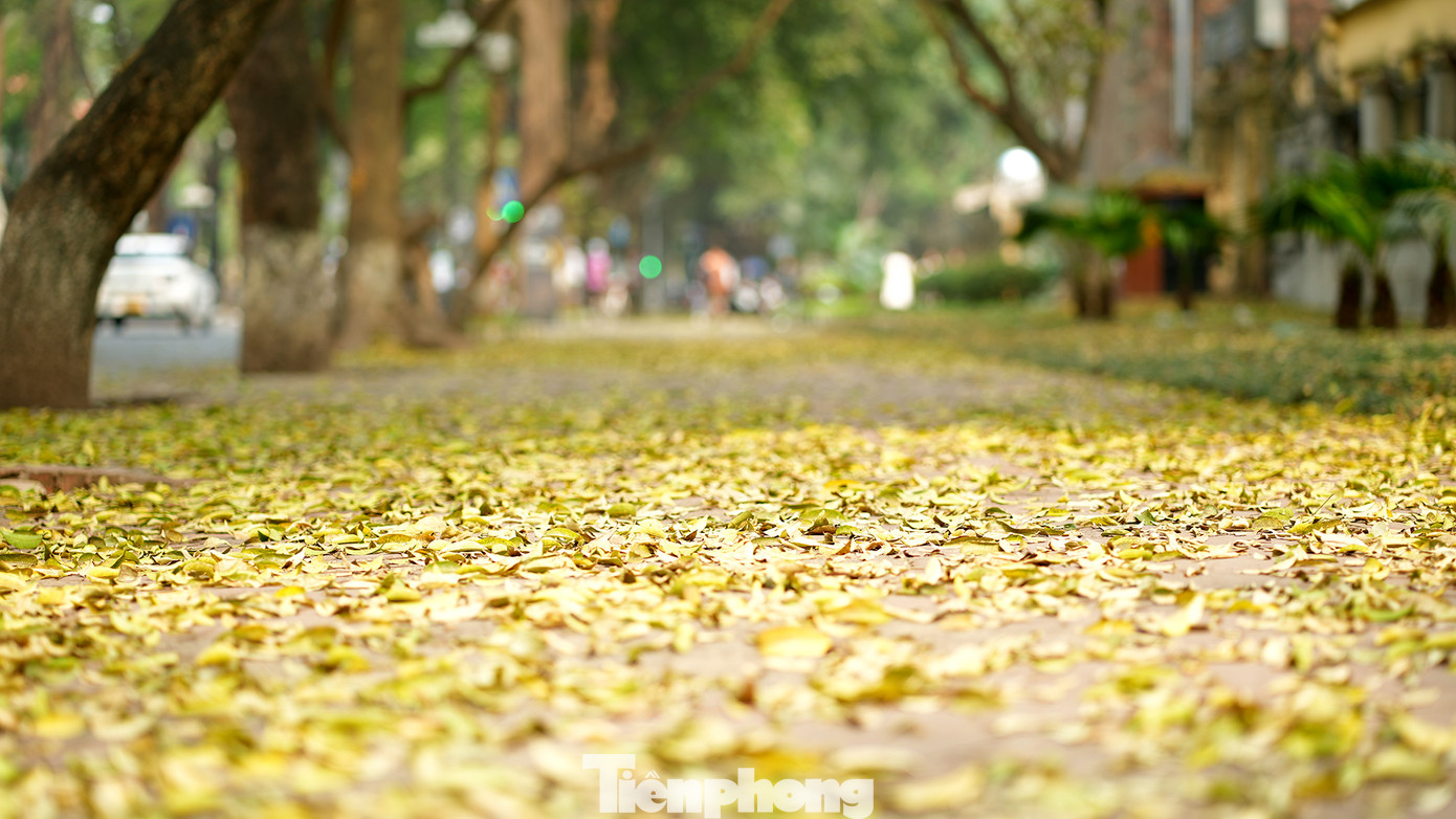 Lá vàng ngập lối trên đường Phan Đình Phùng - Cửa Bắc.