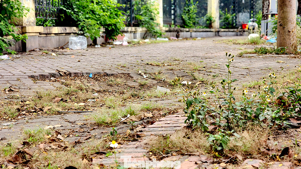 Chỗ mất gạch lát cây dại càng mọc 'khỏe'.