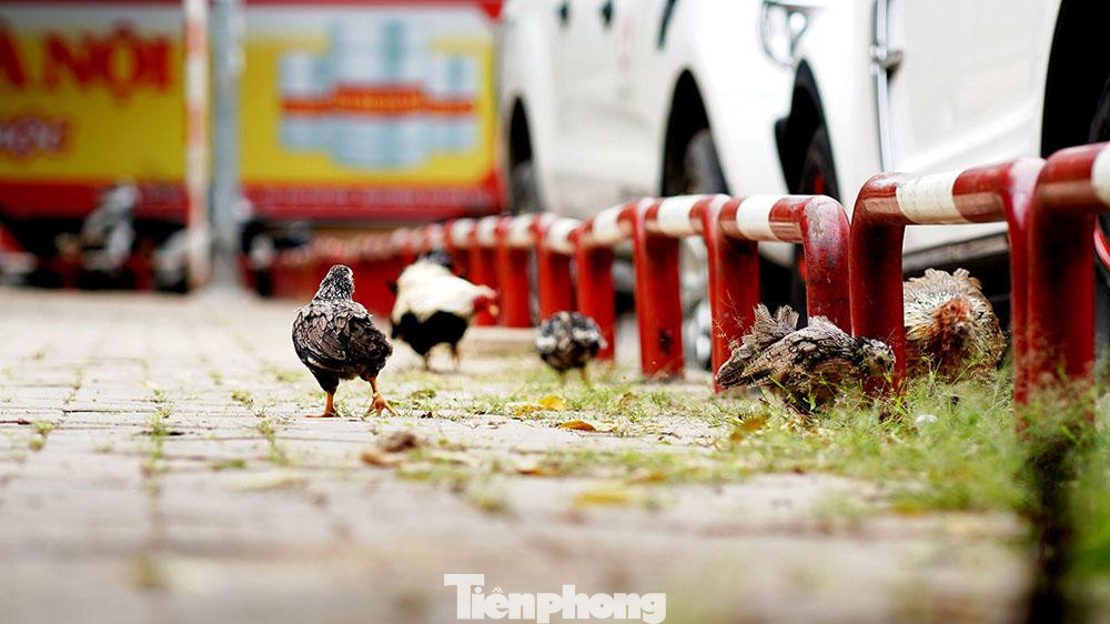 Không gian văn minh công cộng đang bị cả con người và tự nhiên xâm lấn.