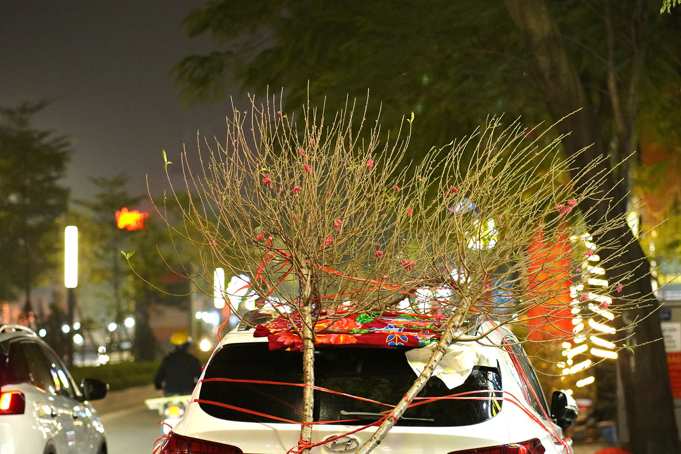 Cành đào Tết buộc sau ô tô, mang sắc xuân về với gia đình.