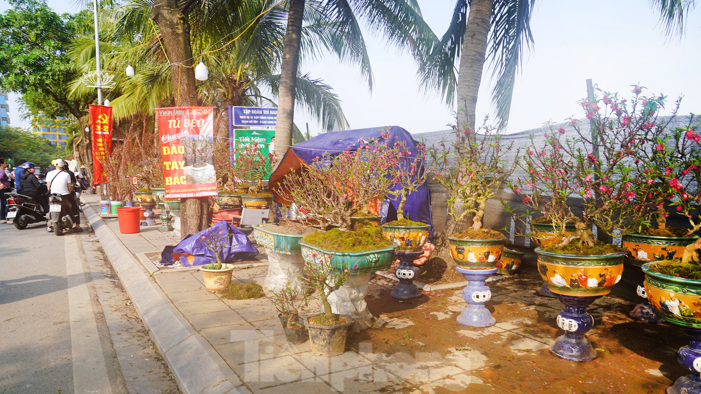 Các loại đào gốc, bonsai tiểu cảnh cũng khá đa dạng với giá dao động từ 600.000 - 3.000.000 đồng. Tuy có khách nhưng chỉ lác đác, năm nay nhu cầu của người dân với loại đào này không cao.