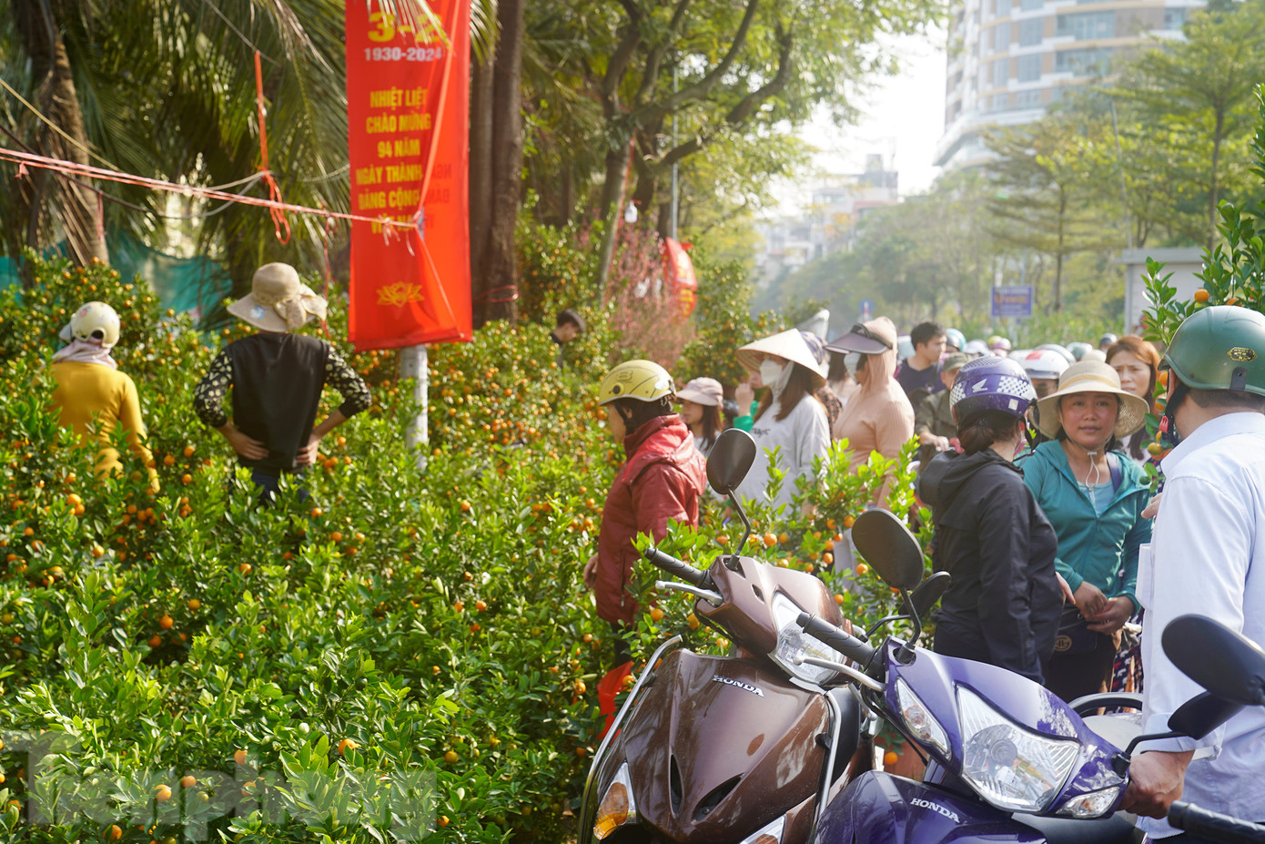 Trái ngược với hoa đào, số lượng cây quất tại khu vực này có biến động giảm một nửa so với mọi năm. Một tiểu thương cho biết có sự dịch chuyển này bởi sức mua của khách hàng nhìn chung khá thấp và thị hiếu của khách hàng năm nay có sự dịch chuyển. Một góc hàng quất cảnh khá nhộn nhịp, nhưng đa phần khách hàng xem chọn chứ sức mua thấp. Anh Quang Anh ( người dân Quận Ba Đình) cho biết: "Năm nay lượng cây quất không phải quá ít nhưng mẫu mã khá nghèo nàn, tôi đã đi từ rằm đến giờ là 3 lượt cũng chưa chọn được cây ưng ý".