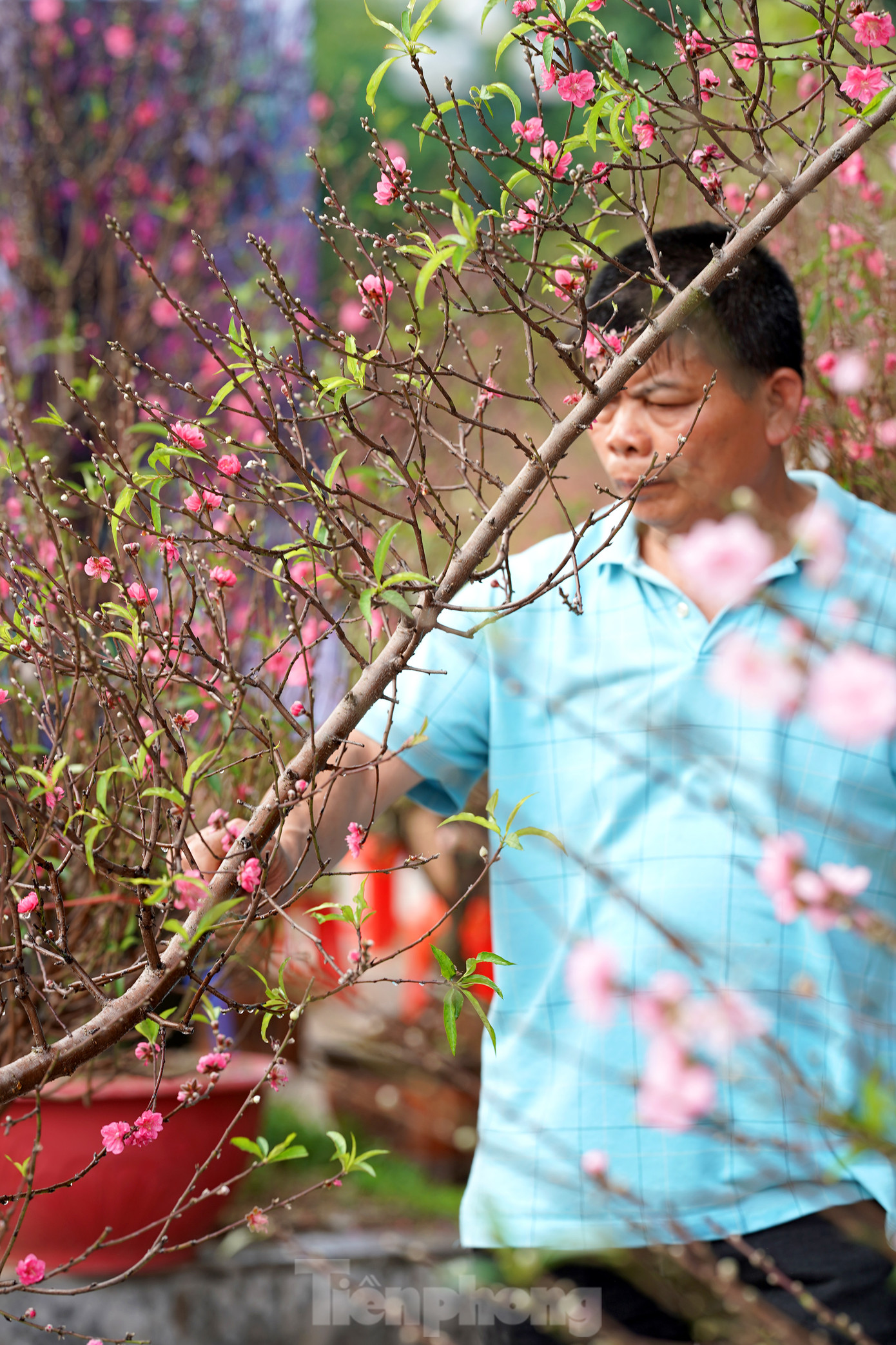Cũng theo anh Hùng cho biết, những ngày gần đây tuy hoa Đào đặc biệt là Đào Huyền nở rộ được săn đón, và lượng hàng nhập về khá nhiều nhưng vẫn khá 'ế khách'. Một tiểu thương khác cũng đồng cảm và chia sẻ kèm theo chút 'bức xúc' : "hàng nhiều, người xem nhiều nhưng mua thì ít. Thậm chí nhiều đoàn khách chủ yếu đến để lấy không gian chụp ảnh check-in".