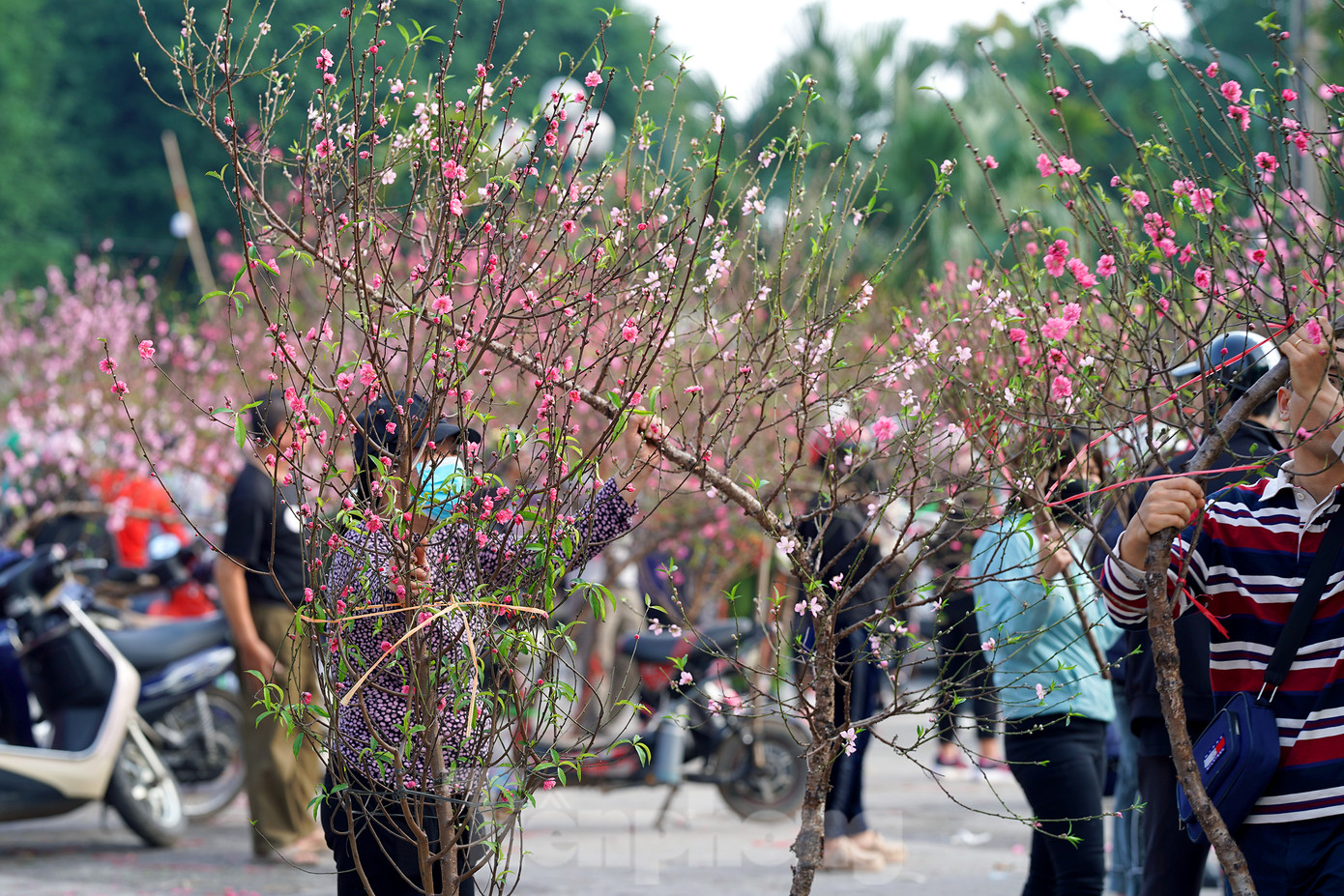 Mặt hàng hoa Xuân chủ đạo năm nay vẫn phổ biến nhất là các loại hoa đào, cành đào với số lượng áp đảo, ngập tràn không gian khu vực chợ hoa.