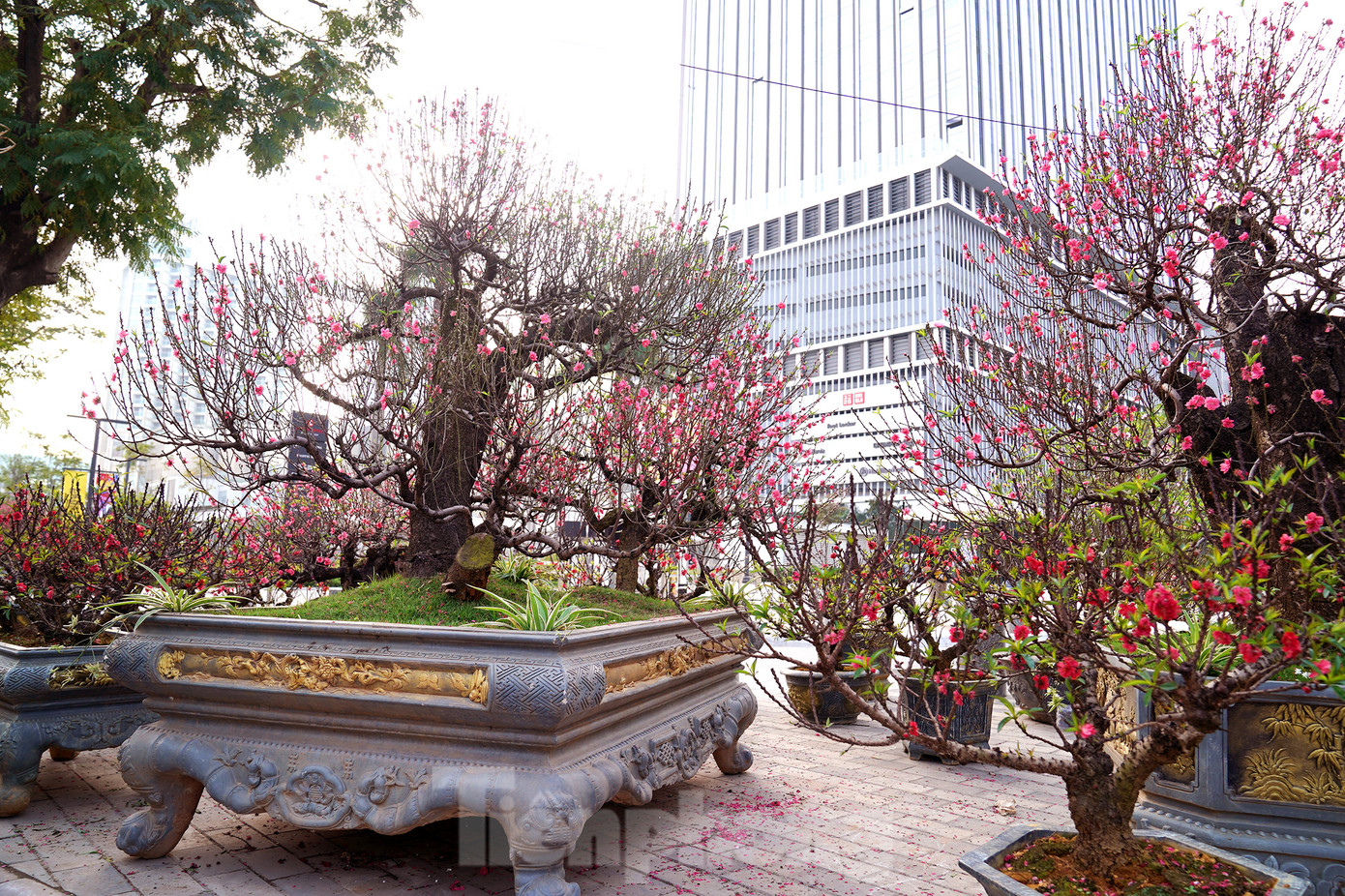 Ở một khu vực khác trên đoạn đường Lạc Long Quân, hàng trăm gốc đào cổ thụ được tập kết bày bán nhưng không mấy người đoái hoài,