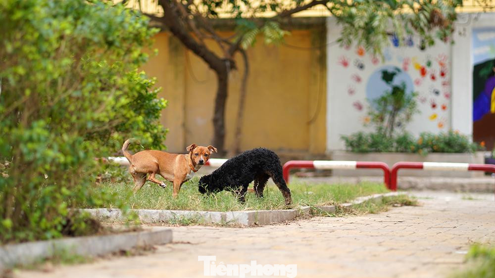 Đến thời điểm này, một số người dân nghiễm nhiên coi đây như một khu 'vườn hoang', chủ yếu để thả rông vật nuôi. Không mấy người qua lại, thậm chí xa lánh. Trong ảnh: Nhiều vật nuôi được thả rông, phóng uế bừa bãi mất vệ sinh môi trường nghiêm trọng. Thậm chí còn có chó lớn không được rọ mõm, rất mất an toàn.