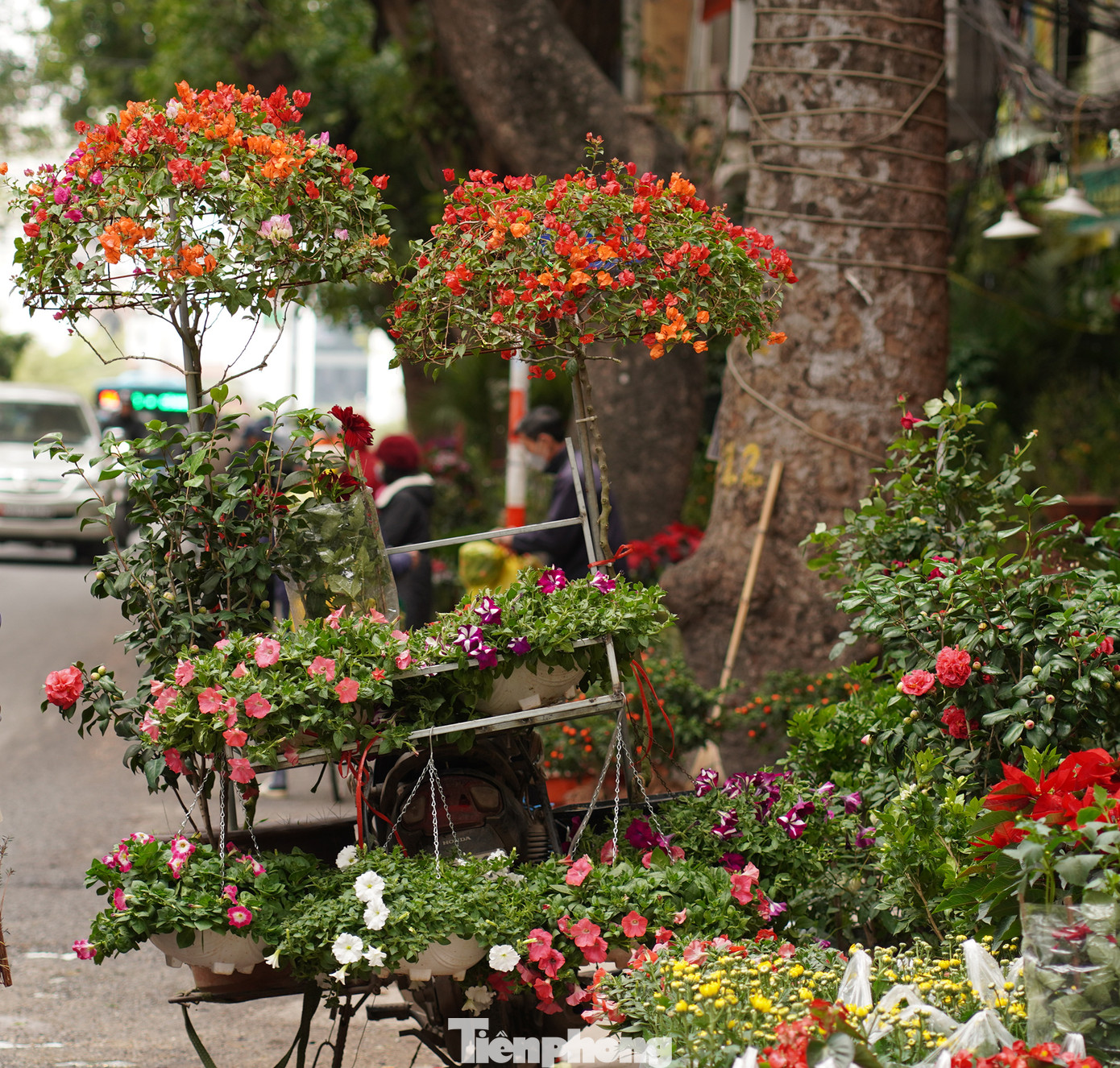 Rất nhiều loại hoa dùng trang trí, trang hoàng không gian gia đình được bày bán, sắp xếp đẹp mắt.