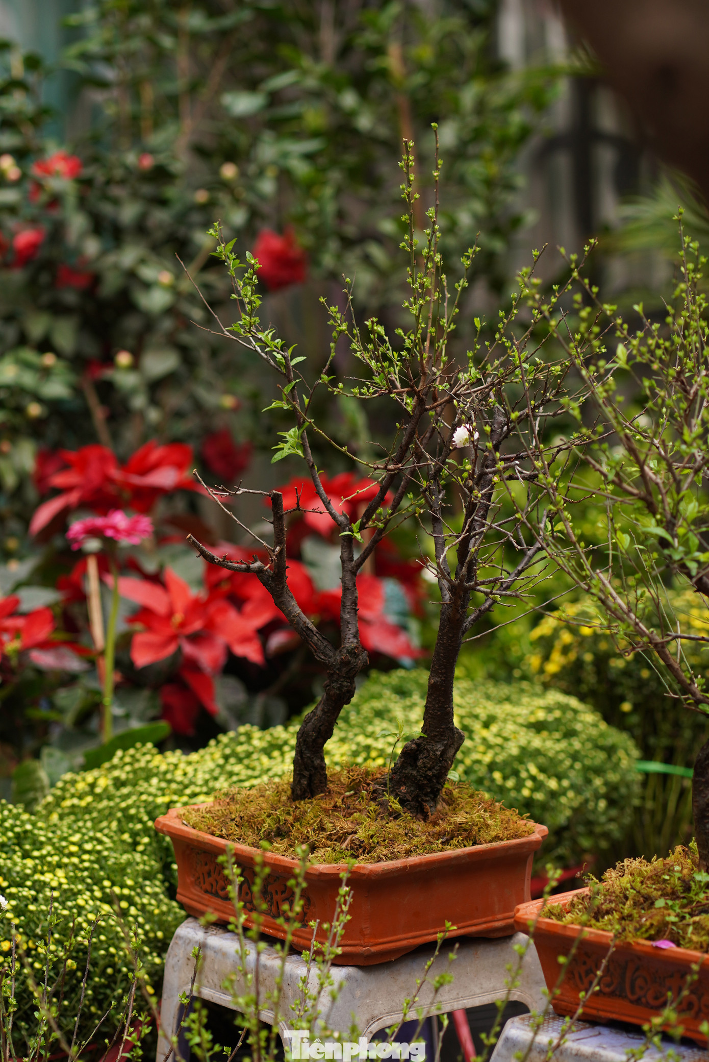 Chậu hoa nhỏ xinh phù hợp đặt phòng khách.