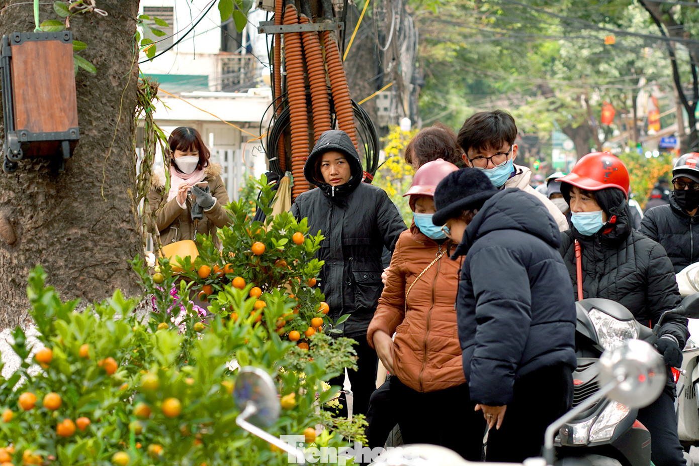 Dẫu bày với số lượng không nhiều nhưng các cây quất cảnh nơi đây vẫn thu hút nhiều người quan tâm bởi kích thước và kiểu dáng vô cùng hợp lí cho những ai thích làm "decor" nhà.