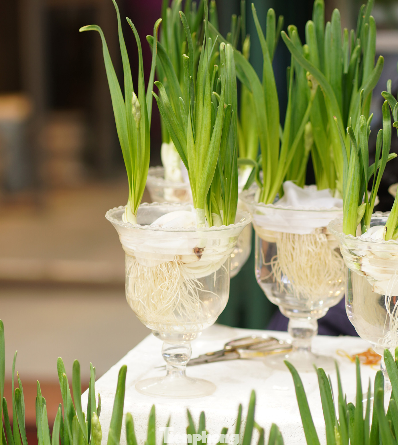 Một chậu Thủy Tiên có giá dao động từ 100.000 - 250.000 đồng, tùy loại.