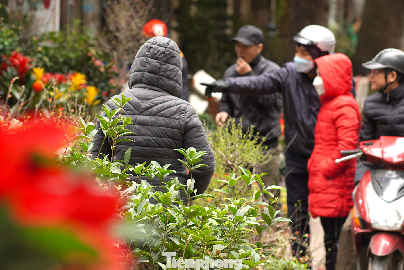 Nhiều người đến chợ hoa cây cảnh trên đường Hoàng Hoa Thám để mua sắm.