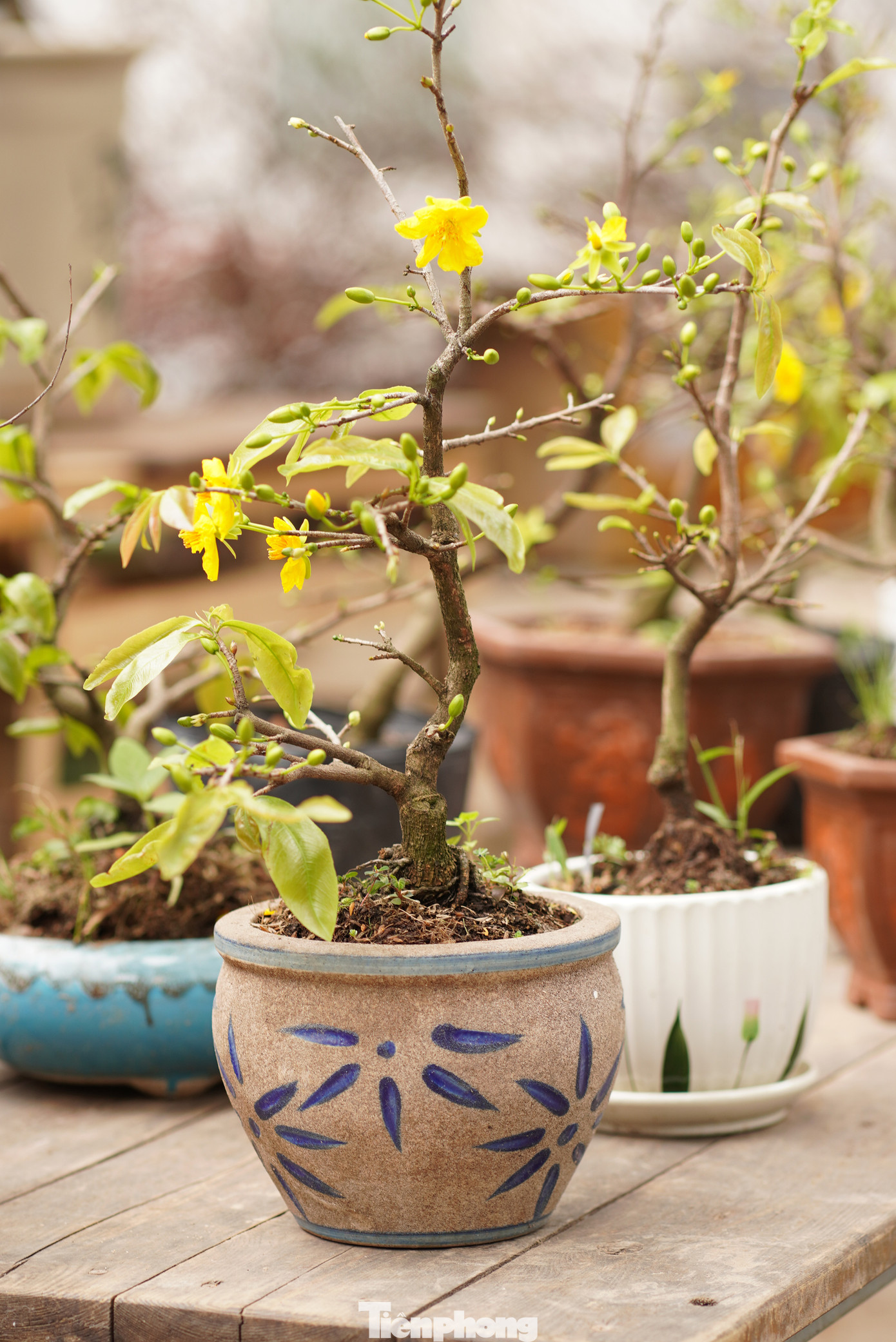 Một cây mai nhỏ.