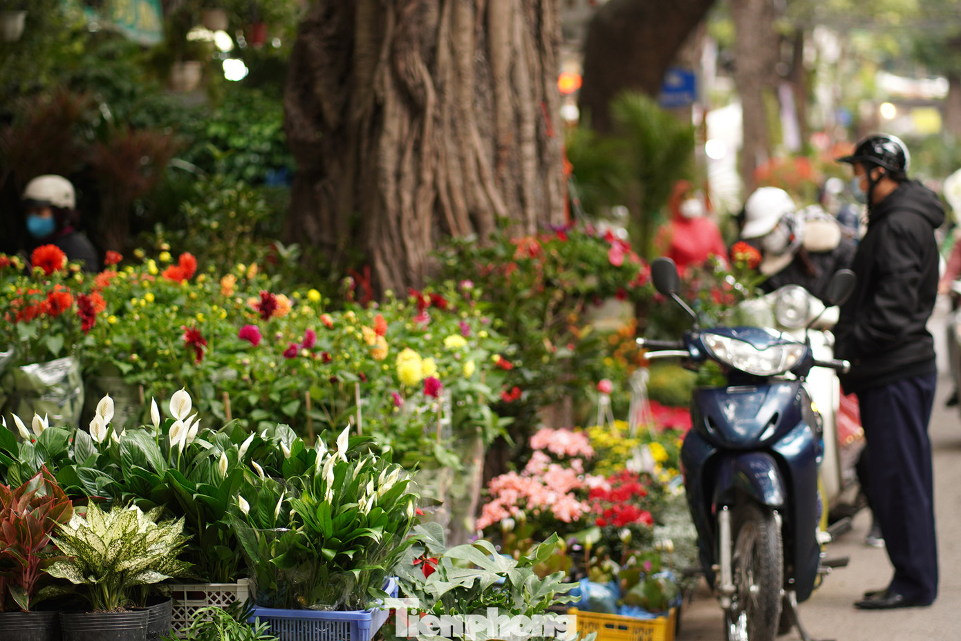 Hàng ngàn loại hoa, đồ trang trí tiểu cảnh cùng nhau khoe sắc, như khoác lên một lớp áo rực rỡ sắc màu cho đoạn phố Hoàng Hoa Thám, khoe vẻ đẹp riêng những ngày xuân về.