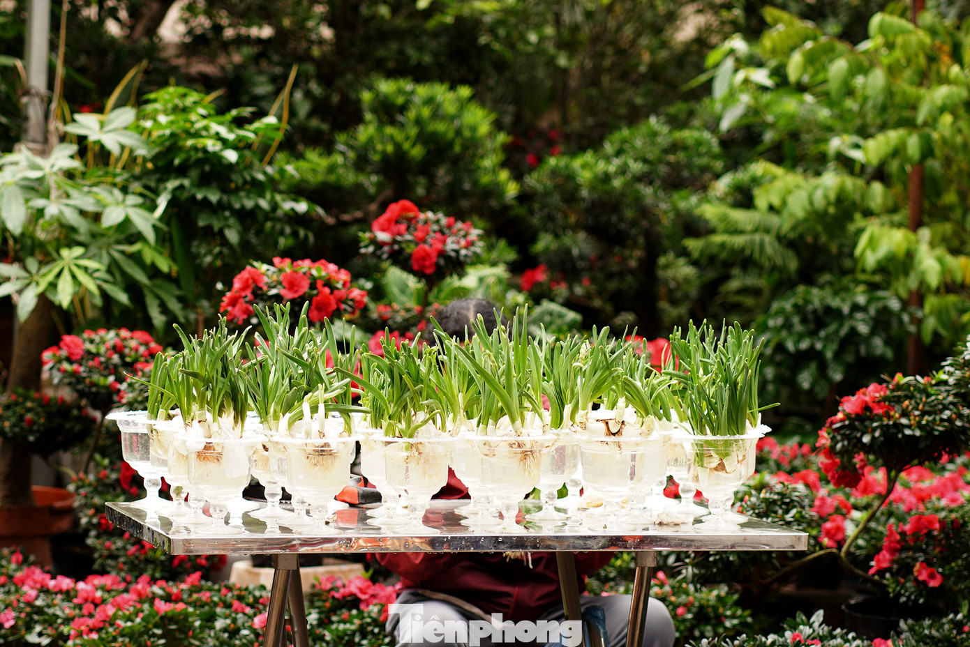 Tết năm nay hoa thủy tiên bày bán ở phố Hoàng Hoa Thám có số lượng không nhiều, giá cả phải chăng, có thể mặc cả.