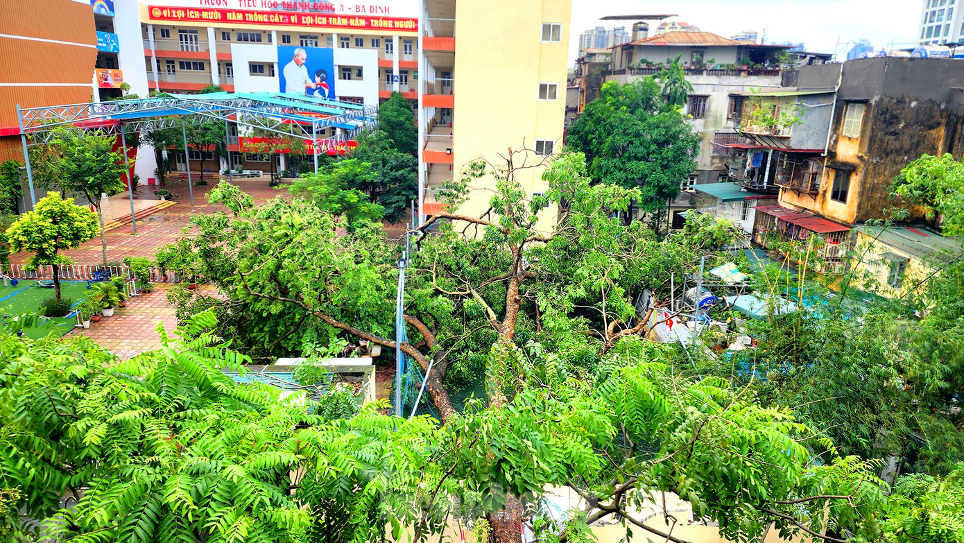 Cụm tán lá và thân cây ngả xuống chiếm nhiều diện tích sân, cản trở không gian ra vào trường học.