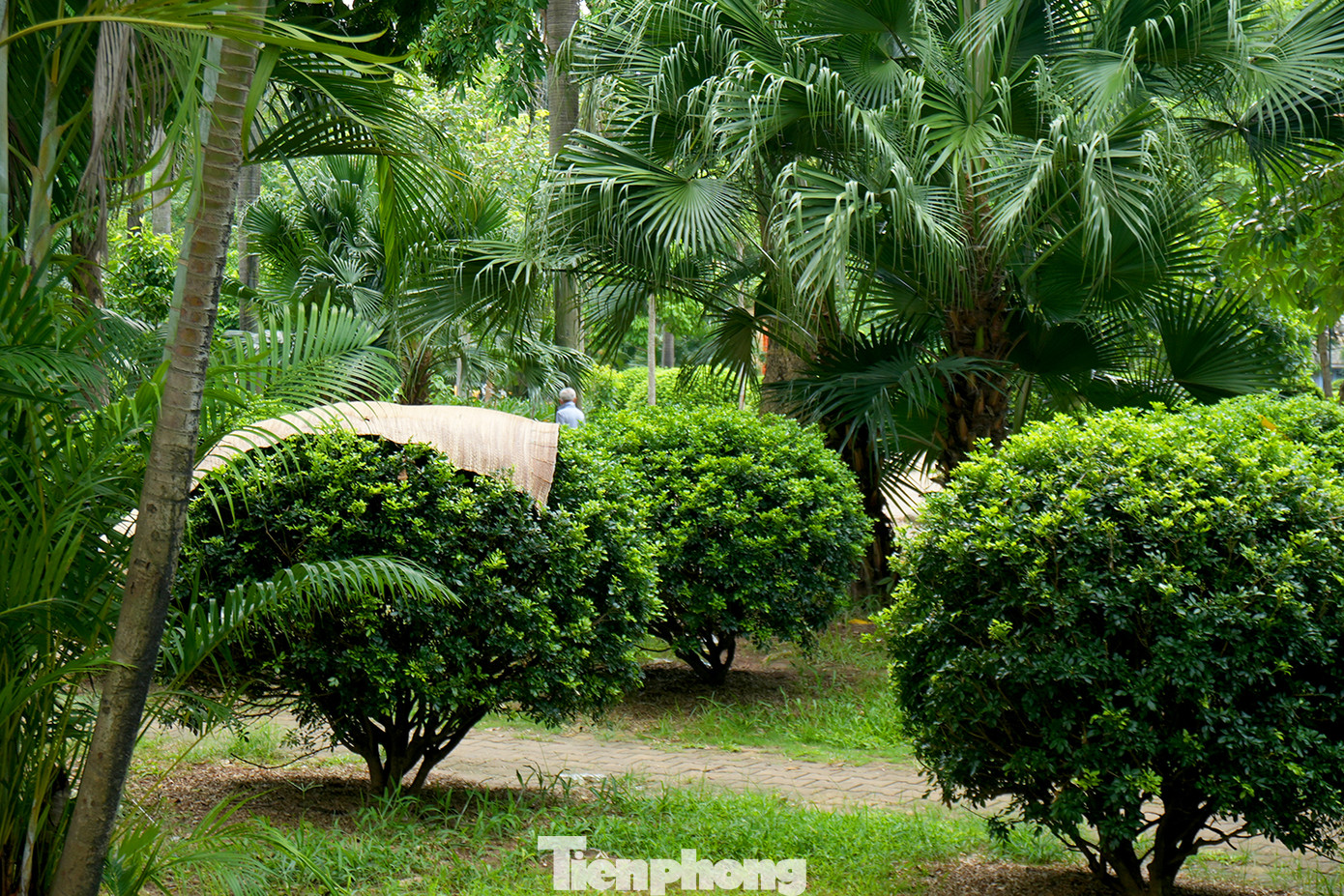 Có thể bắt gặp rất nhiều đống rác tại phía sâu trong khuôn viên vườn hoa. Lẫn trong những đống rác này là vô số các mảnh thủy tinh dày và sắc, tiềm ẩn nguy hiểm với người đi bộ. Người dân cũng vô tư chất ghế, đốt củi... hay phơi chiếu trong khuôn viên vườn hoa. Có thể bắt gặp rất nhiều đống rác tại phía sâu trong khuôn viên vườn hoa. Lẫn trong những đống rác này là vô số các mảnh thủy tinh dày và sắc, tiềm ẩn nguy hiểm với người đi bộ. Người dân cũng vô tư chất ghế, đốt củi... hay phơi chiếu trong khuôn viên vườn hoa.