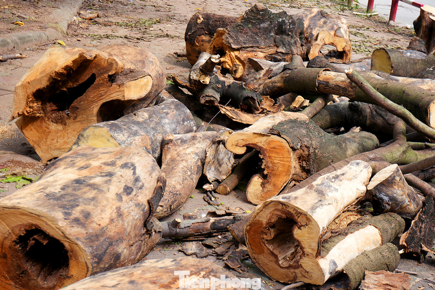 Không chỉ rác thải dân sinh mà những đống, đụn cây vụn chưa di dời cũng ảnh hưởng nghiêm trọng tới không gian cảnh quan khu vực vườn hoa này. Không chỉ rác thải dân sinh mà những đống, đụn cây vụn chưa di dời cũng ảnh hưởng nghiêm trọng tới không gian cảnh quan khu vực vườn hoa này.