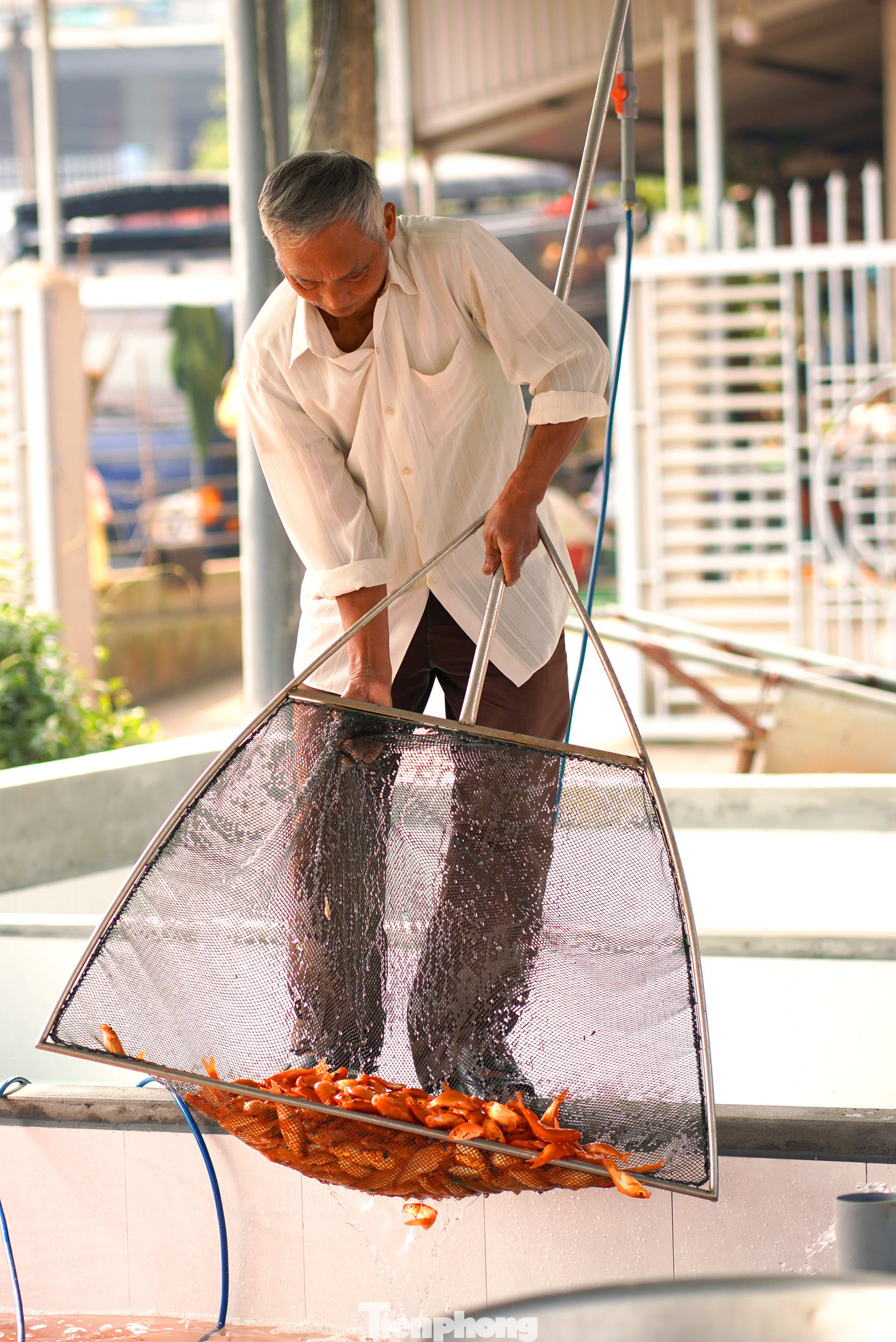 Ông Hà Công Kỷ - Trại cá Quỳnh Minh làng Thủy Trầm cho biết: Khoảng 30 năm nay hộ gia đình ông đã làm công việc nuôi giống và chăm sóc đàn cá phát triển. Công việc chuẩn bị cho đàn cá vụ cuối năm này diễn ra từ giữa năm cho tới cao điểm trong ngày 21 và chiều 22 tháng Chạp hàng năm. Cũng theo ông Kỷ, việc nuôi giống thuần (tức là từ con giống, nuôi thành cá hương và cá thành phẩm) như hộ gia đình ông hiện nay tại làng Thủy Trầm chỉ còn khoảng 10 hộ. Còn lại chủ yếu vẫn rộ lên là các bể, trại cá kinh doanh thời vụ. Ông Hà Công Kỷ - Trại cá Quỳnh Minh làng Thủy Trầm cho biết: Khoảng 30 năm nay hộ gia đình ông đã làm công việc nuôi giống và chăm sóc đàn cá phát triển. Công việc chuẩn bị cho đàn cá vụ cuối năm này diễn ra từ giữa năm cho tới cao điểm trong ngày 21 và chiều 22 tháng Chạp hàng năm. Cũng theo ông Kỷ, việc nuôi giống thuần (tức là từ con giống, nuôi thành cá hương và cá thành phẩm) như hộ gia đình ông hiện nay tại làng Thủy Trầm chỉ còn khoảng 10 hộ. Còn lại chủ yếu vẫn rộ lên là các bể, trại cá kinh doanh thời vụ.