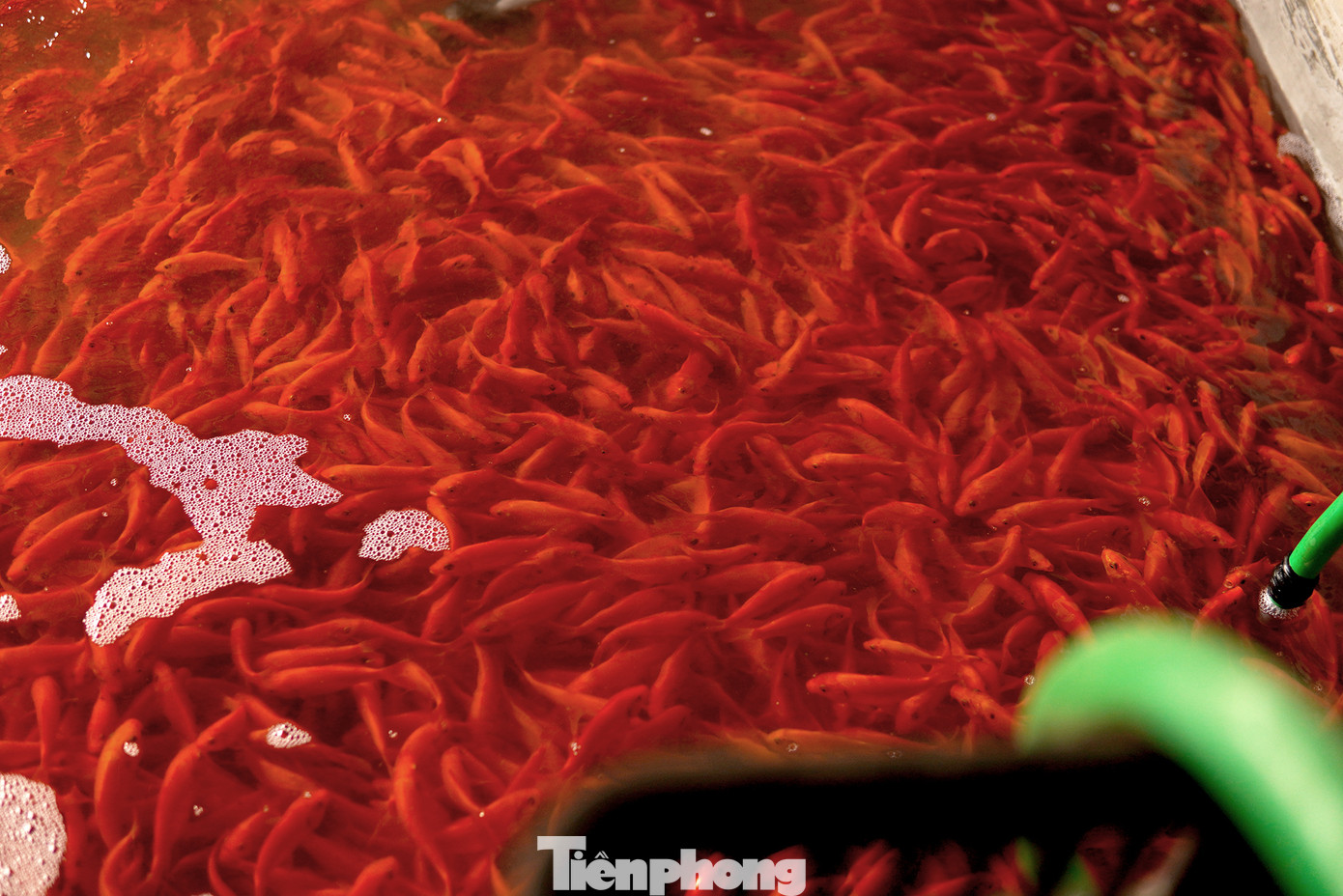 Trung bình mỗi hộ dân có khối lượng cá chép đỏ thương phẩm từ vài tạ đến vài tấn. Trung bình mỗi hộ dân có khối lượng cá chép đỏ thương phẩm từ vài tạ đến vài tấn.