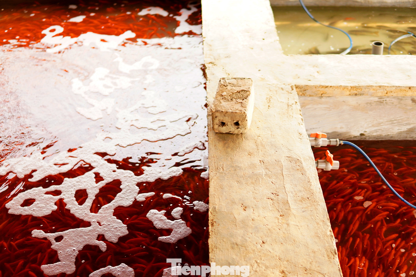 Thông thường khi vào vụ 23 tháng Chạp sản lượng cá tại làng Thủy Trầm cũng sẽ không có thừa, chỉ đến chiều 22 tháng Chạp là đã theo thương lái phân loại tỏa đi khắp các tỉnh miền Bắc, thậm chí trong Nam. Thông thường khi vào vụ 23 tháng Chạp sản lượng cá tại làng Thủy Trầm cũng sẽ không có thừa, chỉ đến chiều 22 tháng Chạp là đã theo thương lái phân loại tỏa đi khắp các tỉnh miền Bắc, thậm chí trong Nam.