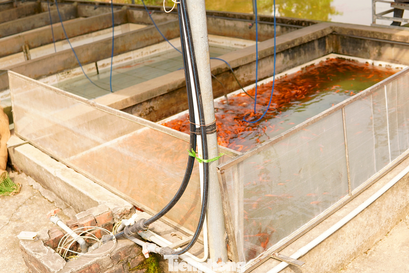 Các bể cá đang được thau dọn và phân loại theo kích cỡ cá chép đỏ thành phẩm. Các bể cá đang được thau dọn và phân loại theo kích cỡ cá chép đỏ thành phẩm.